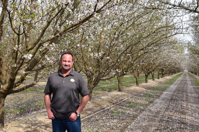 Steve Koretoff Almond Field