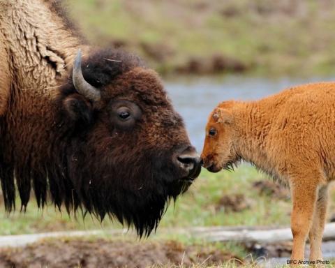 Buffalo Field Campaign