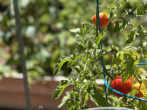 Victory Garden Tomato