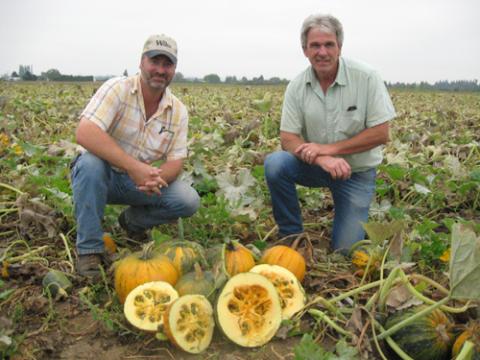 Pete and Tom Postelwait grow our Organic Pumpkin Seeds