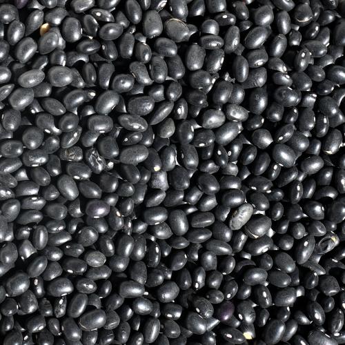 Black Beans – Organic | Living Tree Community Foods